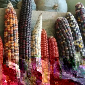 Heirloom Corn Seeds - 200 Native American Organic Decorative Flour, Non-GMO - Image 3