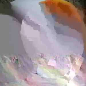 Brandywine Black Tomato Seeds - 25 Organic Heirloom Seeds for Large Tomatoes | Indoor/Outdoor - Image 5