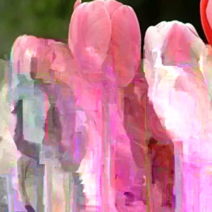 Tulip Flower Bulbs - 14 Bulb Mix, Black, Red, White, Purple - Fall Planting - Image 3