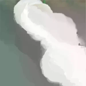 Red Ranunculus Flower Bulbs - 15 Corms for Wedding Bouquets & Gardens - Image 1