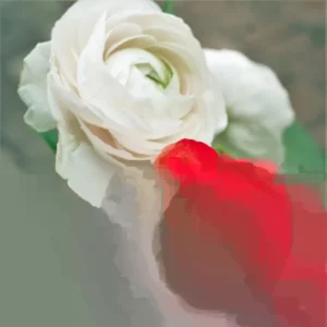 Red Ranunculus Flower Bulbs - 15 Corms for Wedding Bouquets & Gardens - Image 3