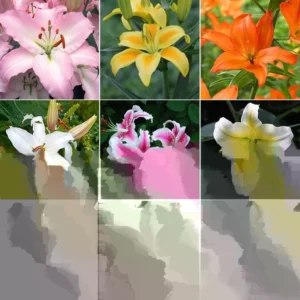 Lily Flower Bulbs Mix - 7 Bulbs, Oriental, Asiatic, Trumpet Varieties - Image 2