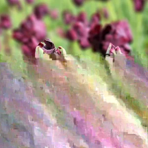 Parrot Tulip Bulbs 12 Pack - Exotic Black Beauty Flowers for Planting - Image 3