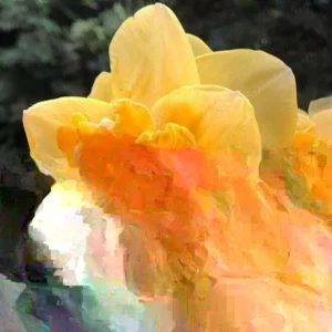 Daffodil Flower Bulbs Mix - 10 Pre-Chilled Trumpet & Double Varieties, Perennial - Image 3