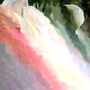 Daffodil Flower Bulbs Mix - 10 Pre-Chilled Trumpet & Double Varieties, Perennial - Image 1