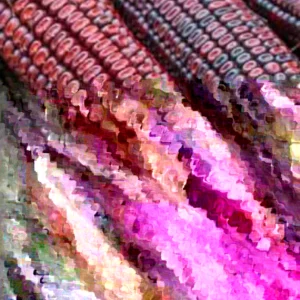 Red Bloody Butcher Corn Seeds - 200 Organic Heirloom Seeds for Flour & Tortillas, Annual - Image 3