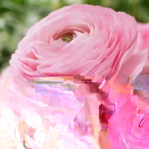 Ranunculus Flower Bulbs - 15 Pink Corms - Perennial Buttercup for Garden - Image 5