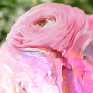 Ranunculus Flower Bulbs - 15 Pink Corms - Perennial Buttercup for Garden - Image 4