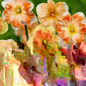 6 Double Daffodil Flower Bulbs Butterfly Mix - Narcissus Perennial Flowers - Image 5