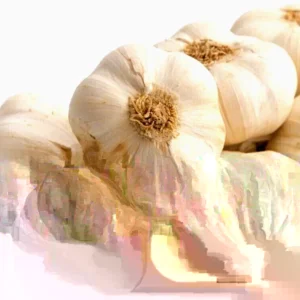 Organic Transylvanian Vampire Softneck Garlic Bulbs for Planting - 2 XL Bulbs - Image 1
