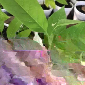 Sugar Apple Live Plant Seedling Tree - 5-9 inches Tall Tropical Fruit - Image 1