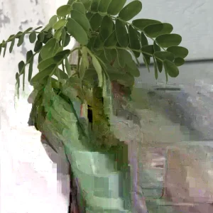 Sweet Tamarind Tree Live Plant – Thai Me Ngọt Variety, 4-12 Inch Tall, Outdoor - Image 1