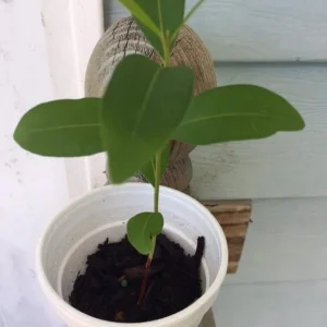 Black Java Plum (Syzygium Cumini) Fruit Tree Live Plant 6-10 inch Tropical Edible - Image 1