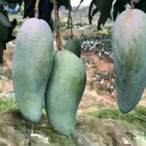 5 Mango Xoai Tuong Elephant Cuttings Scions for Grafting - Create Fruit Trees Outdoor - Image 3