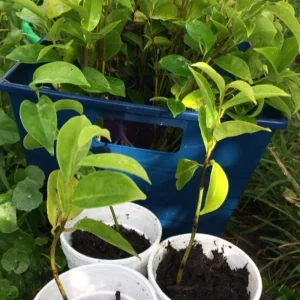 Annona Muricata Mountain Soursop Tree Live Plant – Organic 5-9 inch Tropical Fruit Tree - Image 2