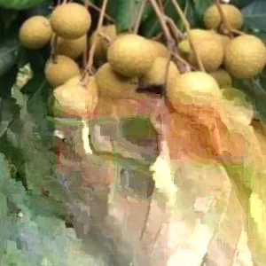 Longan Dimocarpus Tropical Fruit Tree Live Plant 5-8 inches Tall, Edible Evergreen - Image 2