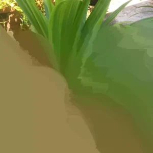 Pandan Leaves Live Plant (Lá Dứa) - Organic, 10-17 inches Tall, Potted - Image 1