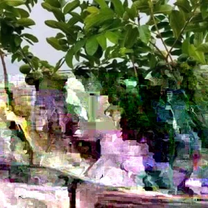 Pink Guava Fruit Tree Live Plant 5-8 inches - Tropical Edible Fruit - Image 9