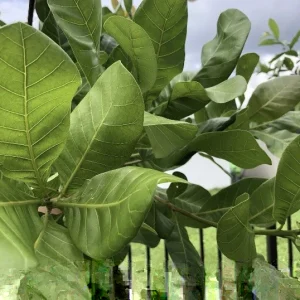 100 Fresh Organic Cashew Leaves - Culinary & Herbal Use - Image 1