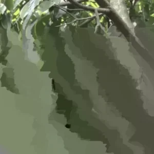 Annona Muricata Graviola Soursop Guanabana Live Fruit Tree 12-16 Inches Tall Outdoor Tropical - Image 7