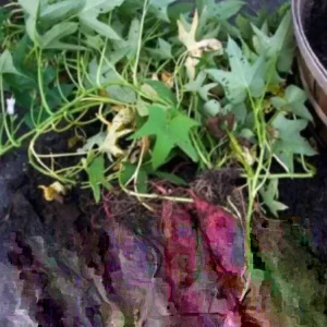 15 Cuban Sweet Potato Slips/Cuttings - Live Edible Plants for Gardening - Image 1