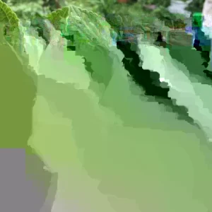 African Potato Mint Live Plant - 3 Plants in Cup, 5-8" Length, Organic Herb - Image 2