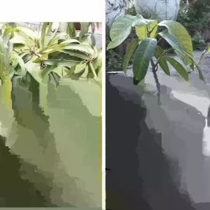 Grafted Mango Live Tropical Fruit Tree - 15-25 Inch Tall Plant - Indoor/Outdoor - Image 2