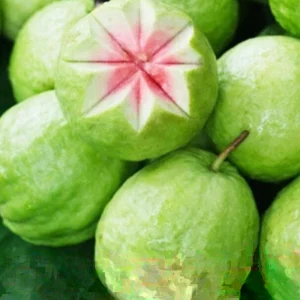 Pink Guava Fruit Tree Plant – Live Tropical Fruit Plant, 9-12 Inches Tall - Image 1