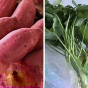 10 Red Japanese Sweet Potato Cuttings - Organic, Ready to Plant Slips - Image 2