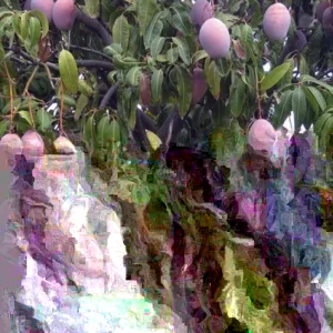 5 Purple Tommy Mango Scions for Grafting - Fruit Tree Cuttings - Image 3