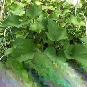 10 Molokai Purple Sweet Potato Slips - Organic Vegetable Plant Cuttings - Image 4
