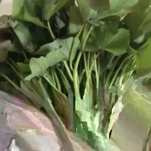 Sweet Potato Slips - 15 Count Mixed Variety: Okinawa, White, Orange - Image 2