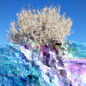 Wild Plum Cuttings Prunus americana – Set of 12 Unrooted – Outdoor Shrub Bush - Image 3