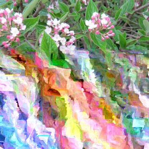 Mohawk Viburnum Live Plant - Viburnum × burkwoodii 'Mohawk' - 24-36 Inches Tall - Outdoor Deciduous Shrub - Image 4