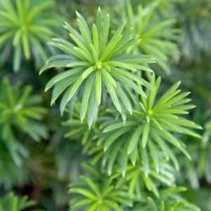 Dark Green Spreader Yew Cuttings - Unrooted Set of 12+ for Landscaping - Image 3
