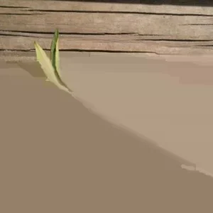 Forsythia Bush Unrooted Cuttings - Set of 12, 6-8 Inches Tall, Outdoor Shrubs - Image 5