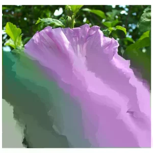 Rose of Sharon Plant Cuttings - White or Purple Flowering Shrubs - Set of 10 Unrooted - Image 3