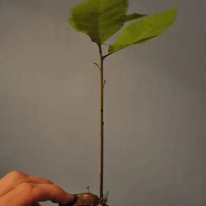 Pecan Tree Seedlings Live Plants - 8+ Inches Tall, Bare Root, Set of 2, Outdoor - Image 1