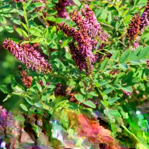 False Indigo Plant Live (Amorpha fruticosa) – 12 to 16 Inches Tall – Outdoor Shrub - Image 1