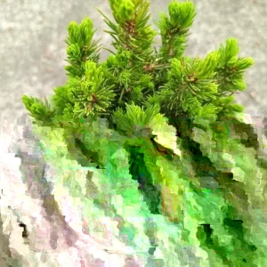 Dwarf Alberta Spruce Picea glauca 'Conica' Live Starter Plant 4+ Inches - Image 2