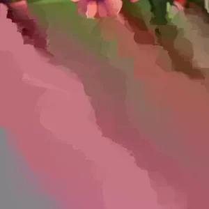 Vinca Sunsplash Papaya Seeds - 500 Count - Annual Flowering Periwinkle - Image 1