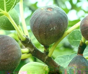 Magnolia Fig (Ficus carica) Live Starter Plant 4+ Inches - Edible Fruit Tree - Image 1