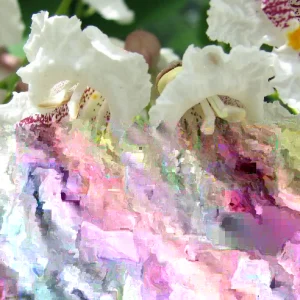 Northern Catalpa Tree Seeds - 50+ Seed Pack for Fast Growing Shade Tree, Outdoor - Image 3