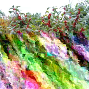 Dwarf Winterberry Holly 'Nana Red Sprite' Live Plant 12-16 Inches Tall, Bare Root, Outdoor - Image 1