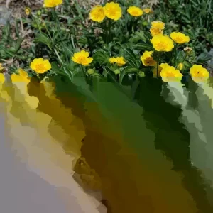 Potentilla Aurea Perennial Seeds - 500 Count Yellow Flowering Groundcover - Image 1