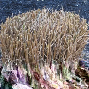 Pampas Grass Live Plant Starters - Set of 3, 4-8 Inch Tall, Ornamental Green Outdoor Perennial - Image 1