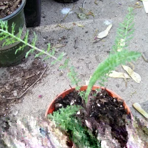 Mixed Color Yarrow Live Bare Root Plants - Set of 3 Perennial Herb Outdoor - Image 3