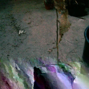 Sycamore Tree Live Plant (Platanus occidentalis) - 18+ Inches Tall - Deciduous Outdoor Tree - Image 1