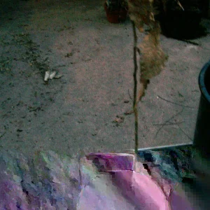 Sycamore Tree Live Plant (Platanus occidentalis) - 18+ Inches Tall - Deciduous Outdoor Tree - Image 3