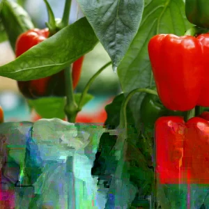 Sweet Basket Red Pepper Seeds - 1000 Count, Annual Vegetable Seeds Outdoor - Image 2